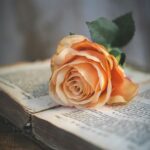 pexels-nietjuhart-20395469